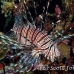 lionfish_common_nus_h_0705_png1732.jpg